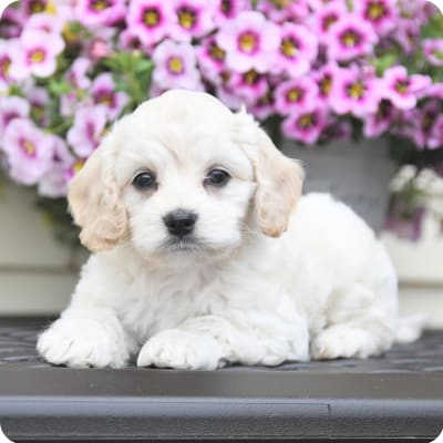 Photo of Cockapoo