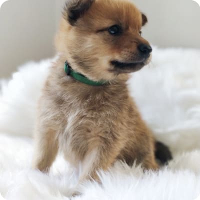 Photo of Finnish Spitz