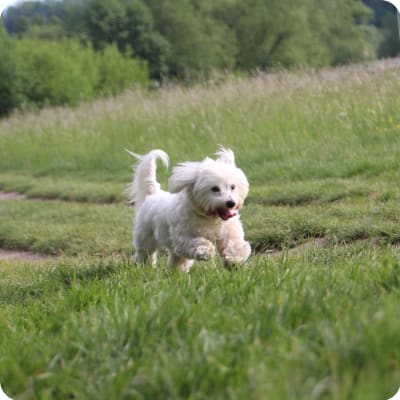 Photo of Coton De Tulear