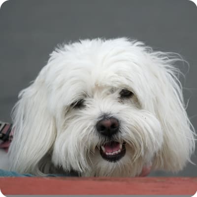 Photo of Coton De Tulear