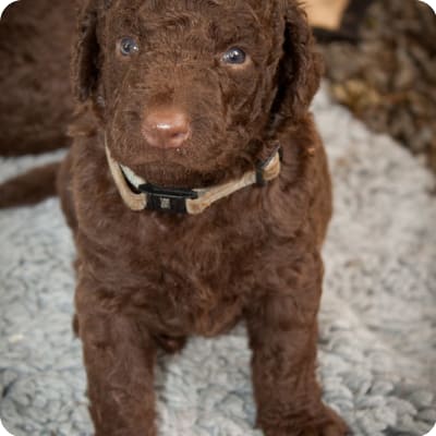 Photo of Curly-Coated Retriever