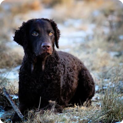 Photo of Curly-Coated Retriever