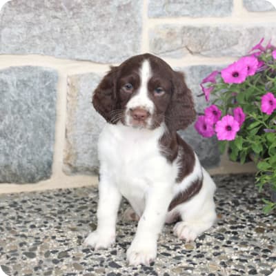 Photo of English Springer Spaniel