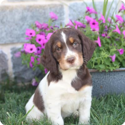 Photo of English Springer Spaniel