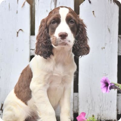 Photo of English Springer Spaniel