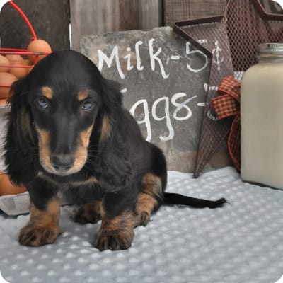 Photo of Dachshund