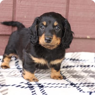 Photo of Dachshund