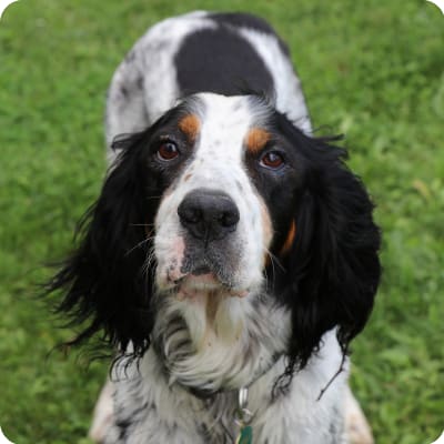 Photo of English Setter