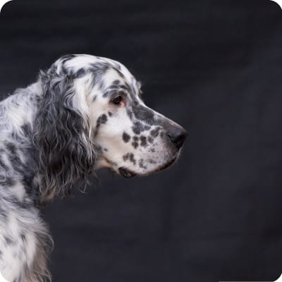 Photo of English Setter