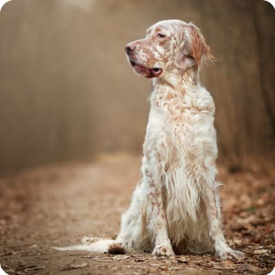 Photo of English Setter