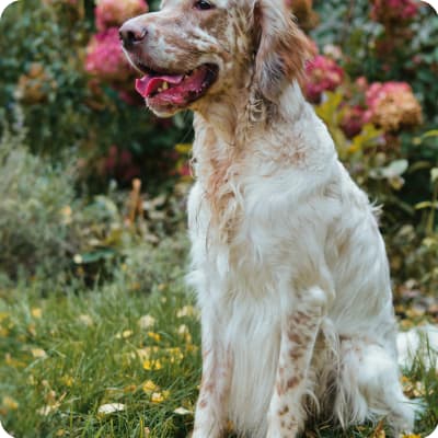 Photo of English Setter