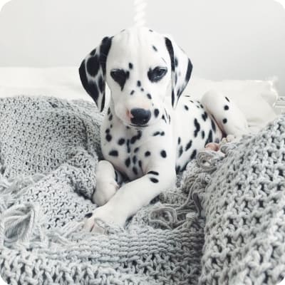 Dalmatian Puppies for Sale | Buckeye Puppies