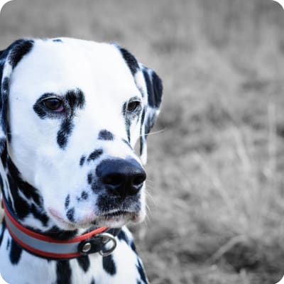 Photo of Dalmatian