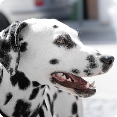 Photo of Dalmatian