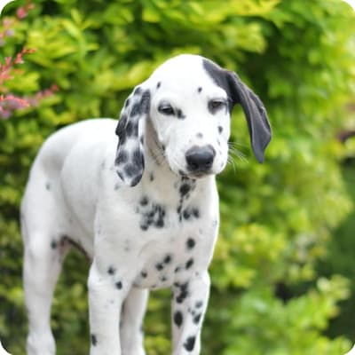 Photo of Dalmatian