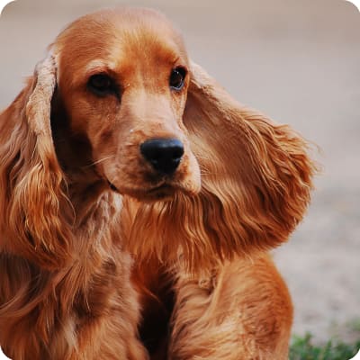 Photo of English Cocker Spaniel