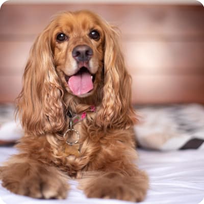 Photo of English Cocker Spaniel