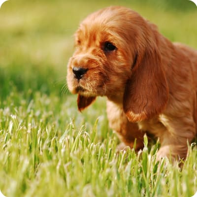 Photo of English Cocker Spaniel