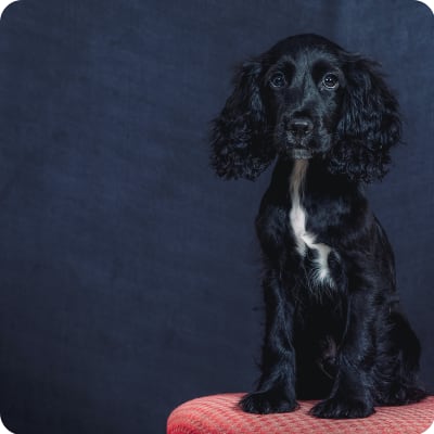 Photo of English Cocker Spaniel