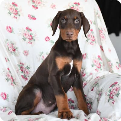 Photo of Doberman Pinscher