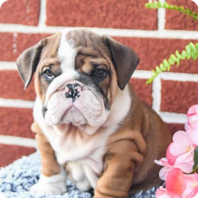 Photo of English Bulldog