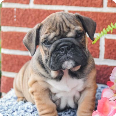 Photo of English Bulldog