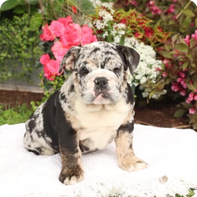 Photo of English Bulldog