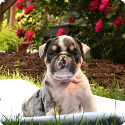 Photo of English Bulldog