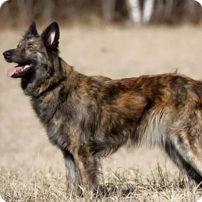 Photo of Dutch Shepherd