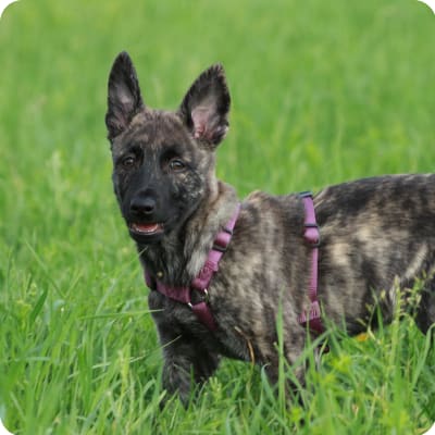 Photo of Dutch Shepherd