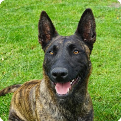 Photo of Dutch Shepherd