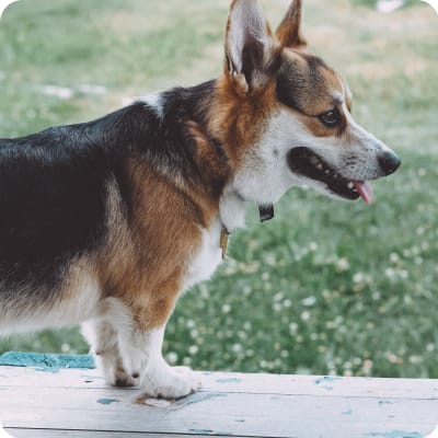 Photo of American Corgi