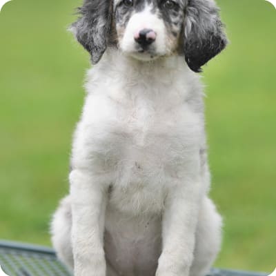 Photo of Aussiedoodle