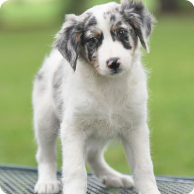 Photo of Aussiedoodle