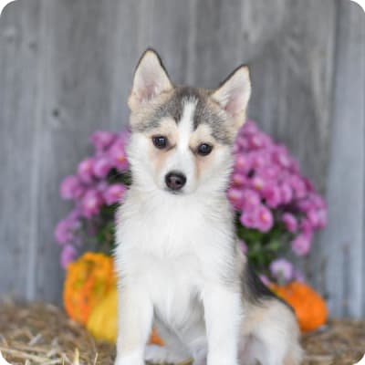 Photo of Pomsky