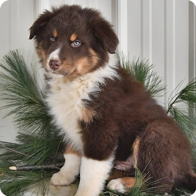 Photo of Australian Shepherd