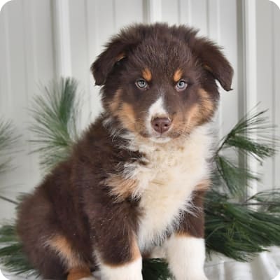 Photo of Australian Shepherd