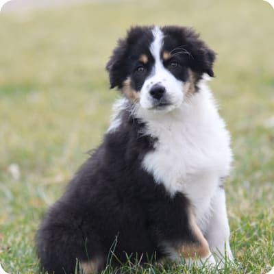 Photo of Australian Shepherd