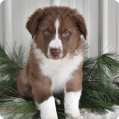 Photo of Australian Shepherd