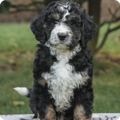 Photo of Bernedoodle