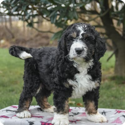 Photo of Bernedoodle