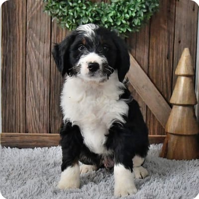 Photo of Bernedoodle