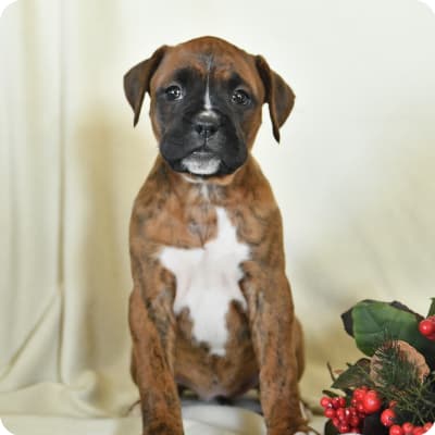 Photo of Boxer