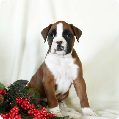 Photo of Boxer