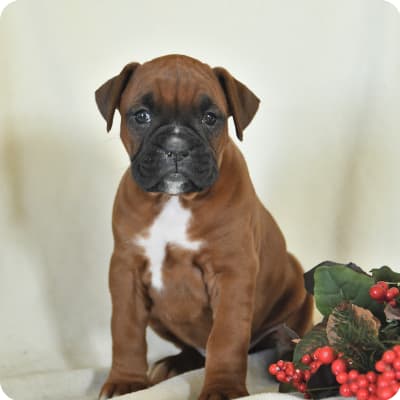 Photo of Boxer