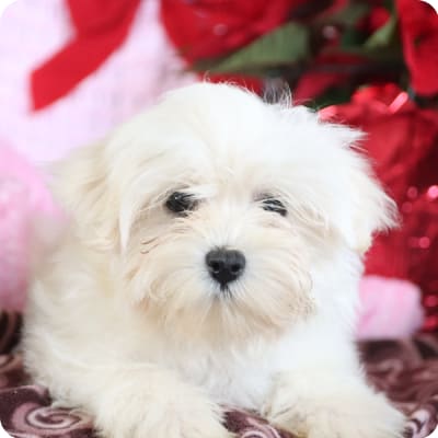 Photo of Maltipoo