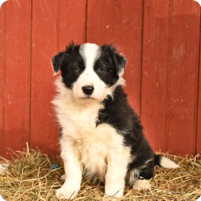 Photo of Border Collie