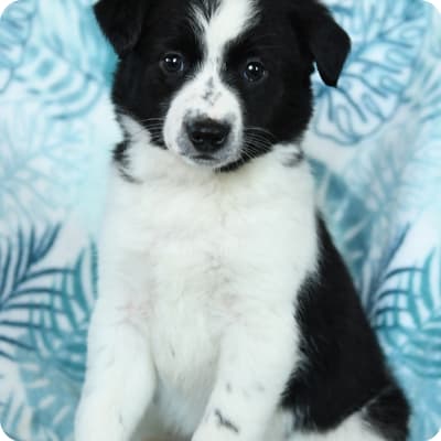 Photo of Border Collie