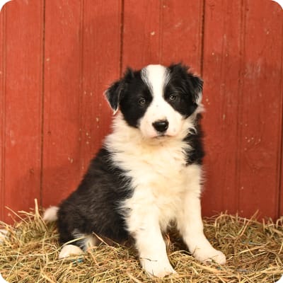 Photo of Border Collie