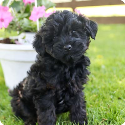 Photo of Yorkiepoo